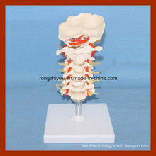 Human Size Cervical Model with Discs and Spinal Nerves Anatomy Model